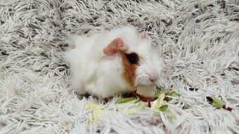 Morče, Morčata, Morčátko, Morčátka - DARWIN A MERLIN