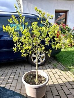 Citronečník, Poncirus trifoliata, stromky, stromy