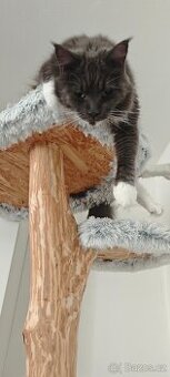 Mainská Mývalí, vykastrovaný kocour,