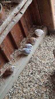 Holoubek diamantový - 1