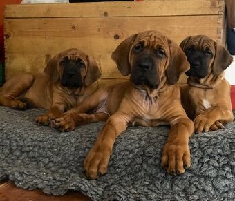 TOSA INU - štěňata s PP