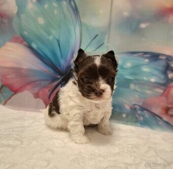 Jorkšírský teriér - biro, biewer