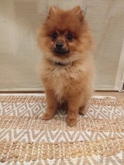 Štěně Pomeranian (trpasličí německý špic)