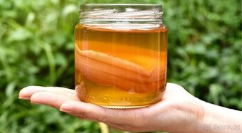 Kombucha, tibetska houba