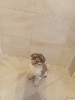 Jorkšírský teriér štěně