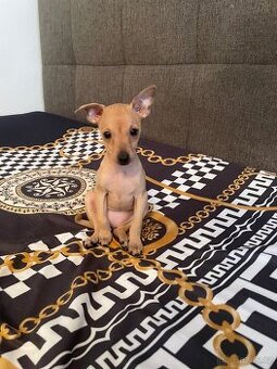 Prodám fenečku Pražský krysařík