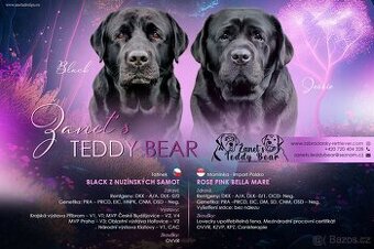 REZERVACE Labradorský Retriever s PP