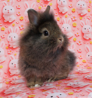 Zakrslý králíček krátkouchý lvíček aguti sameček s VP .