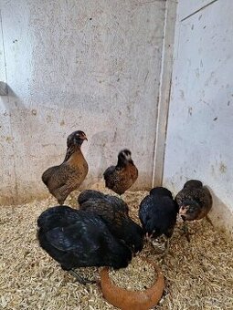 Násadová vejce zdrobnělé Araukany divoce zbarvené