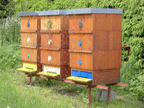 Prodám vyzimovaná včelstva - 1