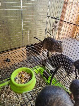 Osmák degu