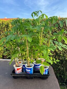 Sazenice rajčata a cherry rajčata 16 druhů