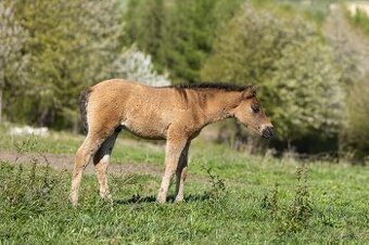 Huculský hřebec, Hucul, malý kůň, pony, hnědý, plavý