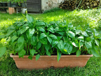 Přebytky sazenic 🌱 rajčat a paprik
