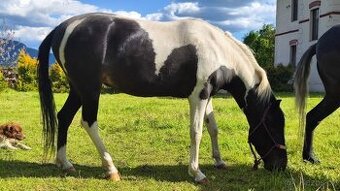 Paso Fino