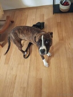 Amstaff fenka - 1