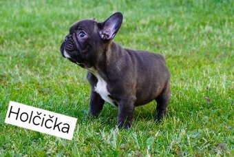 Francouzský buldoček s PP FCI