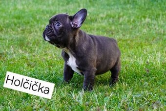 Francouzský buldoček s PP FCI