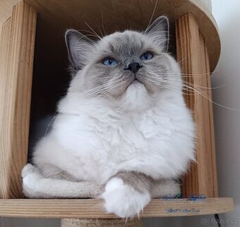Ragdoll kotě- kocourek s PP