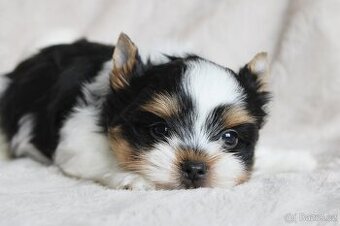 Biewer terrier s PP FCI - 1