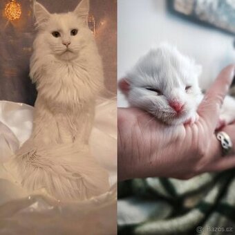 Maine coon kočičky kočky - úhrada aj na časti - 1