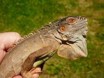 Červený leguán (Iguana iguana)