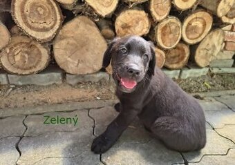 Labradorský retrívr ( labrador )
