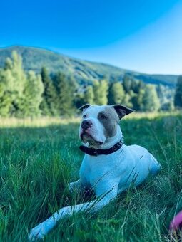 American bully XL krytí