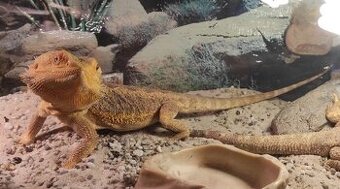 Agama vousatá - dospělý samec