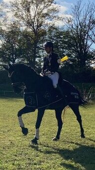 Drezurní klisna - výkonnost ST