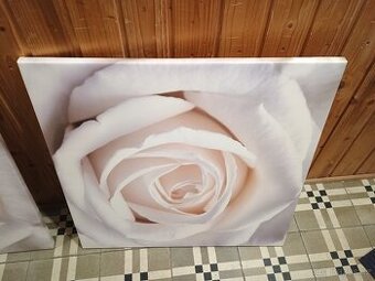 Velké obrazy bílá růže 3ks za 400kc