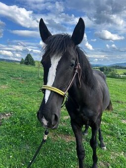 Hřebeček 1/2 lusitano