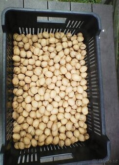 Prodám vlašské ořechy neloupané