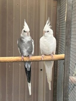 Chovný pár Korela bělohlavá