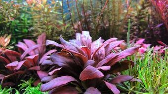 Akvarijní rostliny Brno