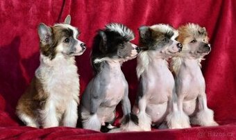 Čínský chocholatý pes s pp