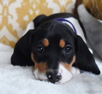 Štěňata Bernského honiče