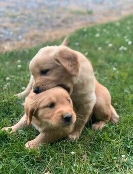 Zlatý retrívr retriever