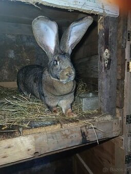 Belgický obr Zajícovity samice 1 rok s PP