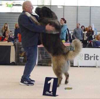 Kavkazský pastevecký pes štěňata