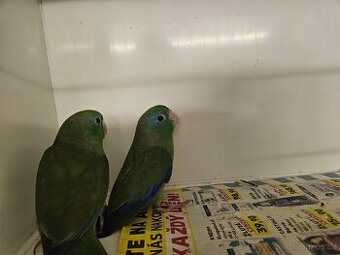 Papoušíček brýlatý