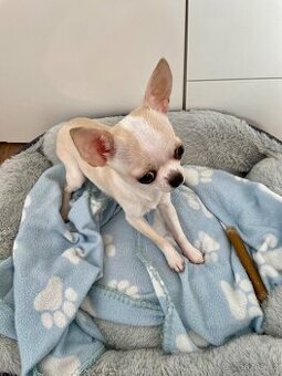 Čivava krátkosrstá bez PP