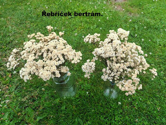 Sušené květiny - Řebříček bertrám.