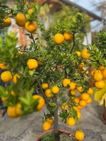 Citrus Mirtifiolia - Chinotto (vhodné i pro začátečníky)
