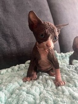 Kanadský sphynx