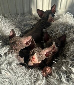 Kanadský sphynx