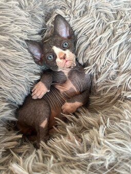 Kanadský sphynx