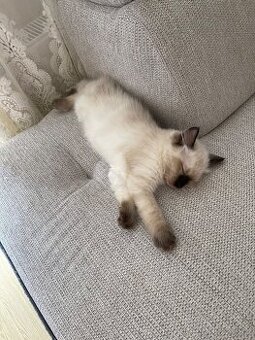 Poslední volná kočička Ragdoll bez PP