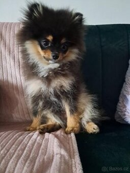 Pomeranian mini