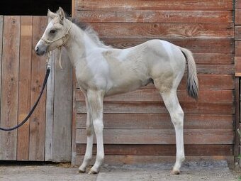 Hřebeček paint horse nar. 11.4.2025